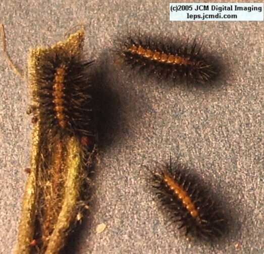 Chalcedon Checkerspot (Euphydryas chalcedona) hibernating 2nd / 3rd instar larvae